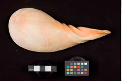 Foto (Detailansicht) von Salatschüssel mit Besteck  (NHMW-ZOO-MO-0081100-ETH-106)